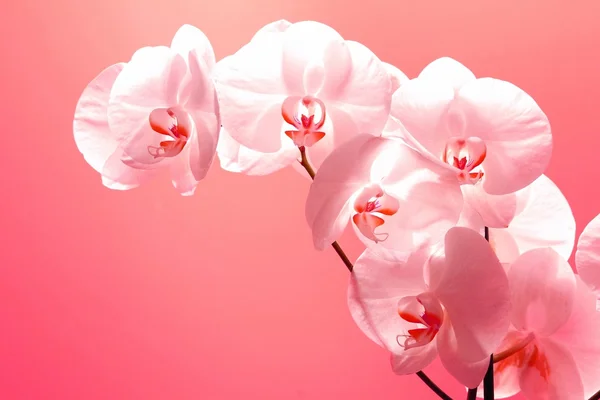 Bílé růžové květy orchidejí ratolest — Stock fotografie