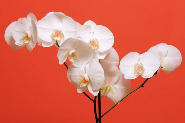 Vit orkidé blommor kvist — Stockfoto