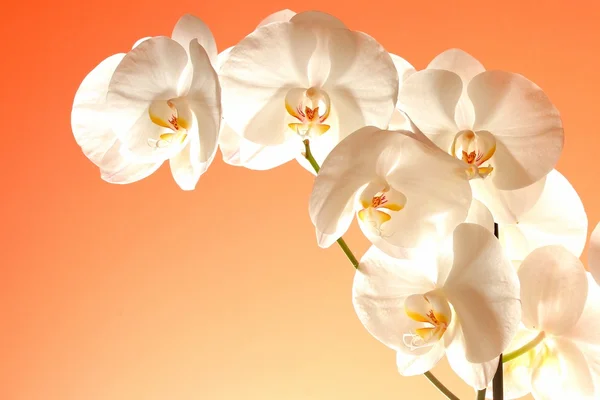 Bílé květy orchidejí ratolest Royalty Free Stock Obrázky