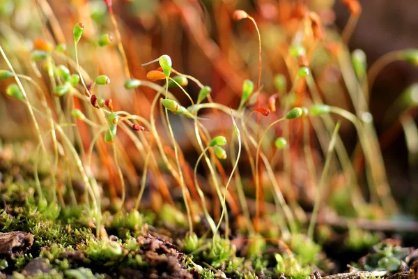 stock image Moss closeup