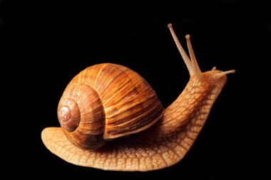 Snail with shell clipart