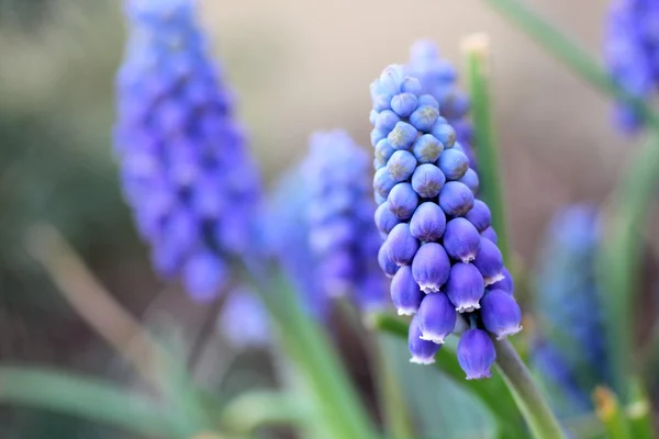 Grape hyacinth — Stock Photo, Image