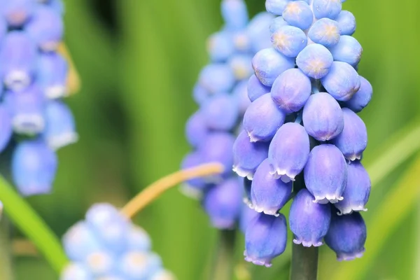 stock image Grape hyacinth