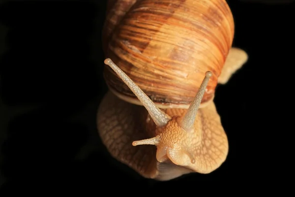 달팽이 촉수 — 스톡 사진