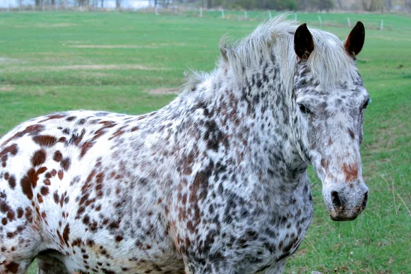 Білий кінь плямистий — стокове фото