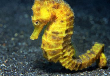 Common Seahorse clipart