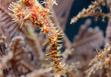 palyaço hayalet pipefish