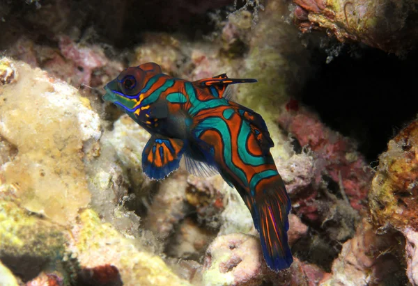 stock image Mandarinfish