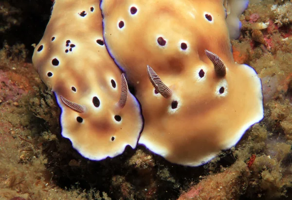 Nudibranch кохання — стокове фото