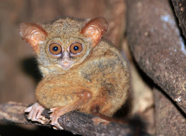 Φασματική tarsier — Φωτογραφία Αρχείου