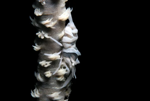 Μαστίγιο κοραλλιογενείς γαρίδες — Φωτογραφία Αρχείου