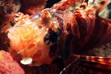 ortak lionfish