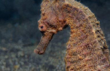 Common Seahorse clipart