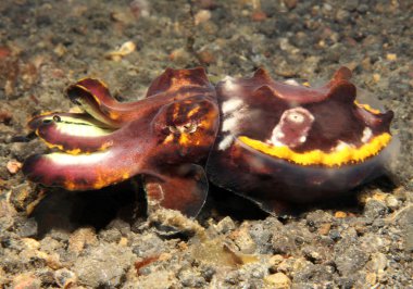 Flamboyant Cuttlefish clipart
