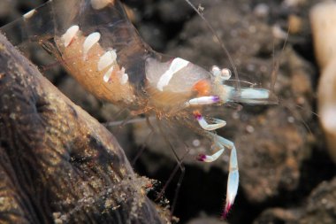 Magnificent Partner Shrimp clipart