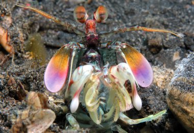 Purple-blotched Mantis Shrimp clipart