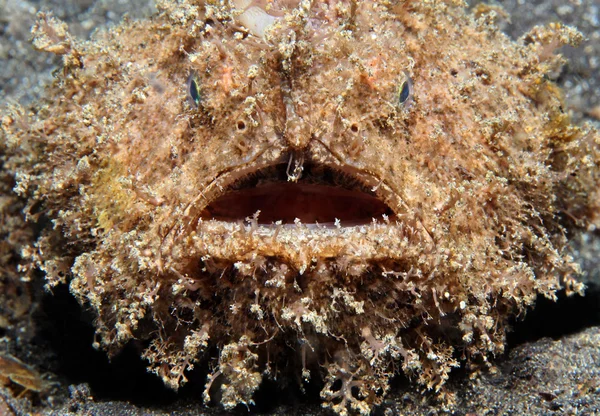 Kıllı frogfish — Stok fotoğraf