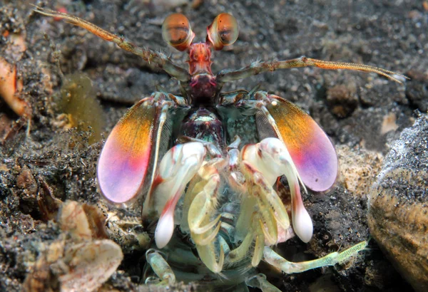 Paars-blotched mantis garnalen — Stockfoto