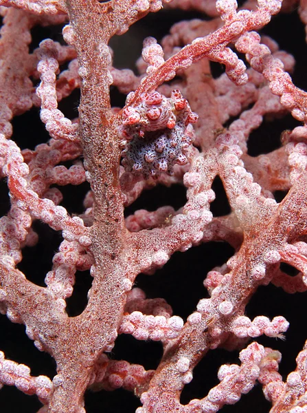 Pygmy Seahorse — Stock Photo, Image