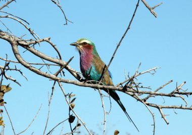 Lilac-breasted Roller clipart