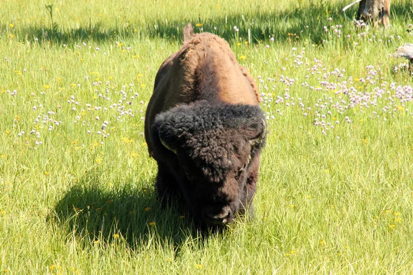 Bisonte em fuga — Fotografia de Stock