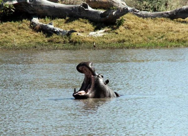 Gaping Hippo — Stock Photo, Image