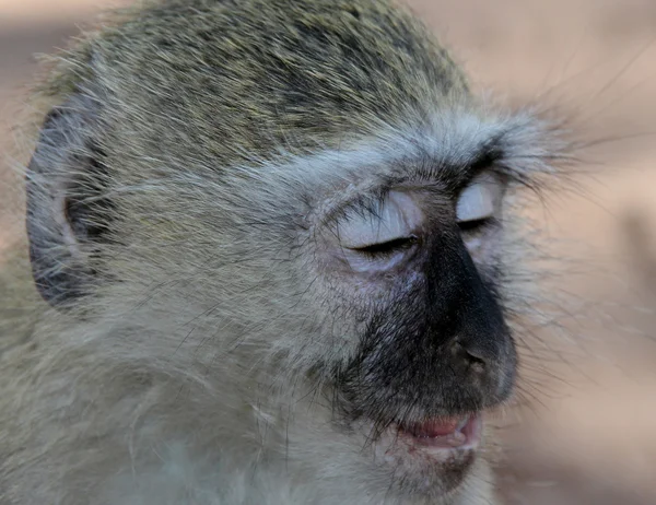 Vervet Monkey — Stock Photo, Image