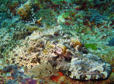 Crocodilefish