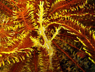 palyaço hayalet pipefish