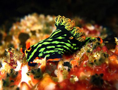 Nembrotha Kubaryana