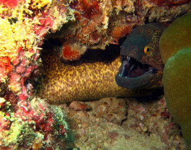 Sarı kenarlı moray