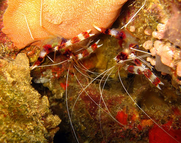 Banded Boxer Shrimps — Stock Photo, Image