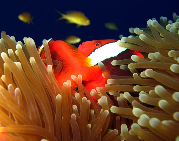 Architekturalna anemonefish — Zdjęcie stockowe