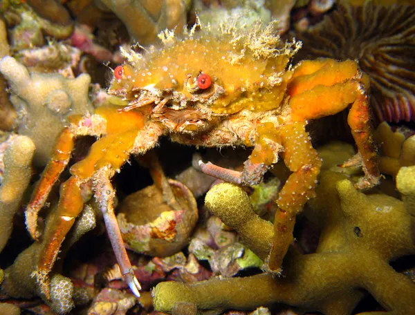 Crabe décorateur — Photo