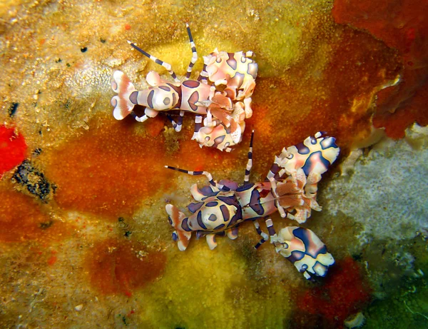 Harlequin shrimps — Stock Photo, Image