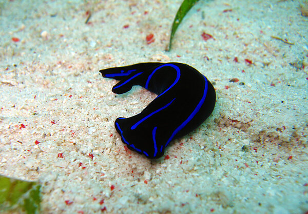 Гардинери, Филинопсис
