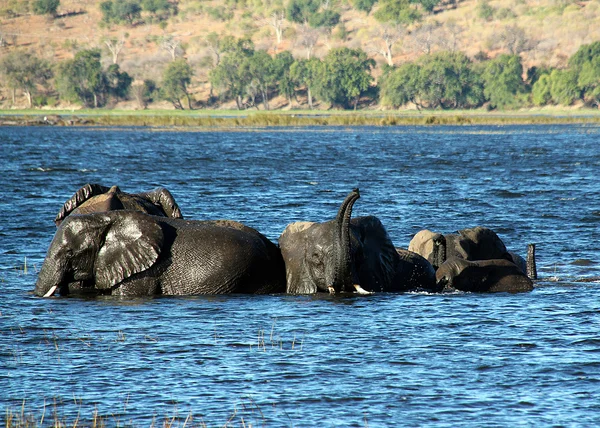 Elephants Bathing — Stock Photo, Image