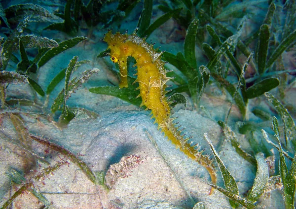 Netelige seahorse — Stockfoto