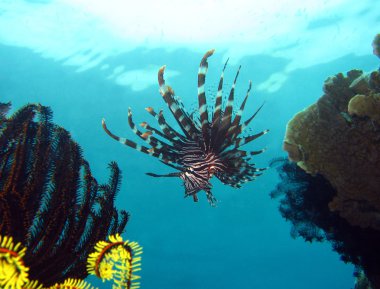 ortak lionfish