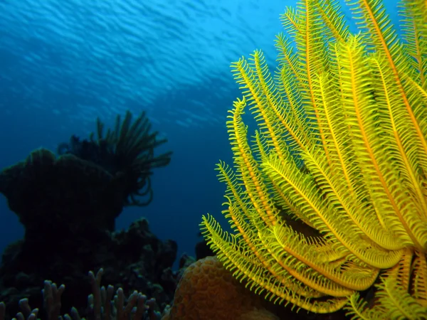 stock image Feather Star