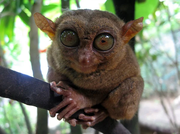Φιλιππίνων tarsier — Φωτογραφία Αρχείου