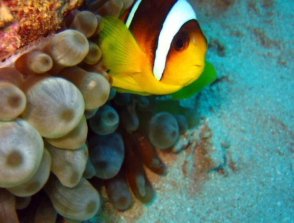 红海 anemonefish — 图库照片