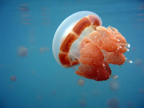 Jellyfish — Stock Photo, Image