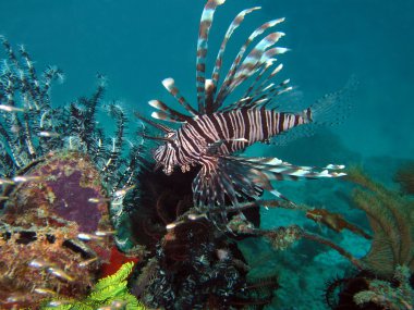 ortak lionfish