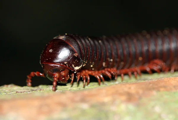 stock image Millipede