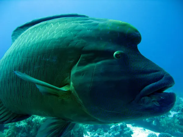 Napoleonfish — Stock Photo, Image