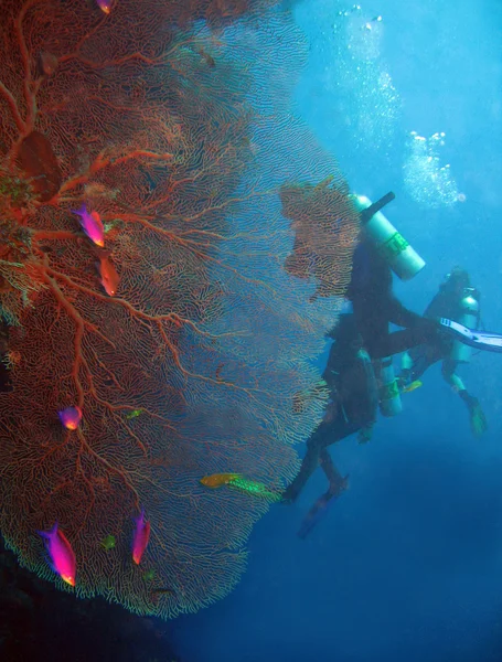 Wentylator gorgonie Koral — Zdjęcie stockowe