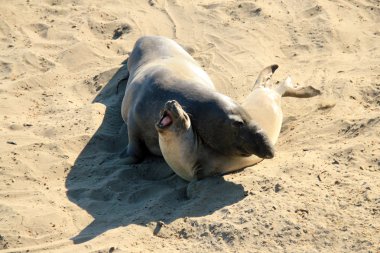 Elephant Seal Couple Fighting clipart