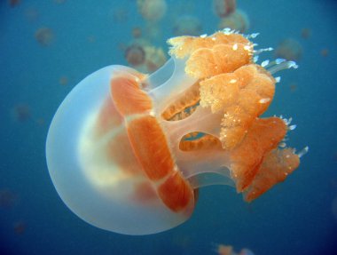 Jellyfish clipart