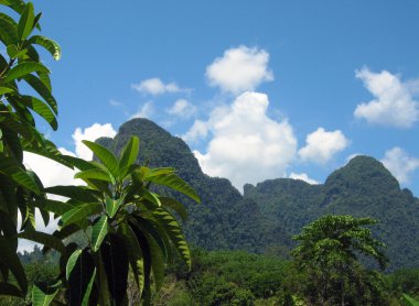 Khao Sok Jungle clipart